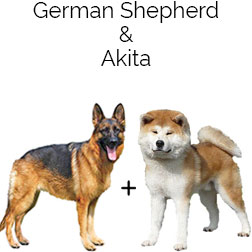 Shepkita Dog